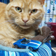 Illustration for article titled Cats lt;3 Live and Let Diecast
